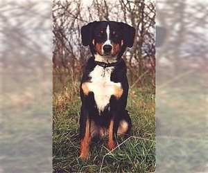 Image of Appenzeller Sennenhund breed