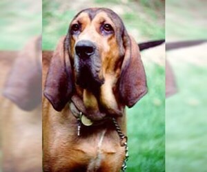 Image of Majestic Tree Hound breed