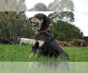 Image of New Zealand Huntaway breed