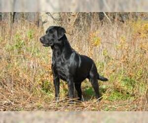 Small #6 Breed Labrador Retriever image