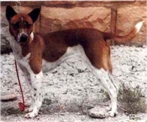 Image of Telmoian breed