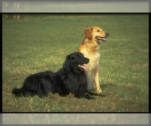 Image of Flat Coated Retriever breed