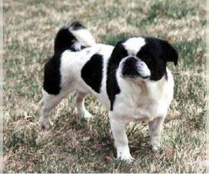 Image of American Lo-Sze Pugg breed