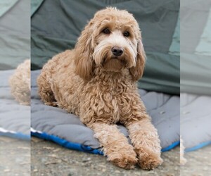 Image of Double Doodle breed