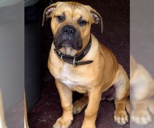 Image of America Bandogge Mastiff breed