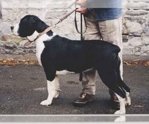 Image of Belgian Mastiff breed