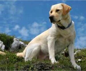 Small #5 Breed Labrador Retriever image