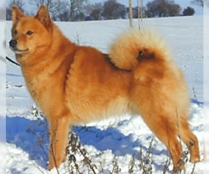 Image of Finnish Spitz breed