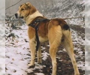 Image of Sage Koochee breed