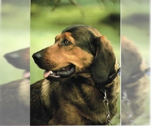 Image of Alpine Dachsbracke breed