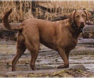 Image of Chesador breed