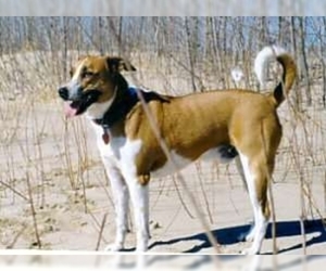 Image of Arubian Cunucu Dog breed