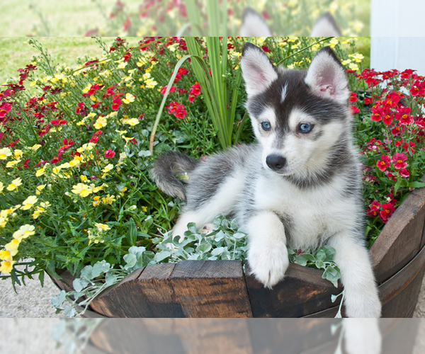 Image (Pomsky)