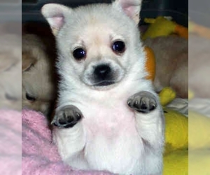 Image of Malchi breed