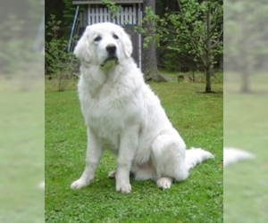 Image of Tatra Shepherd Dog (Owczarek Podhalanski) breed