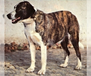 Image of Rafeiro do Alentejo (Portuguese Watchdog ) breed