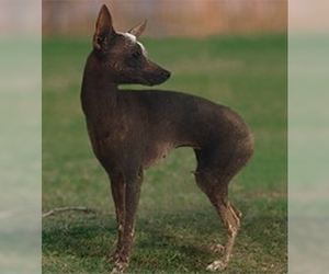 Image of Inca Hairless Dog breed