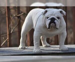 Small #4 Breed Bulldog image