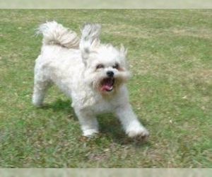 Image of La-Chon breed