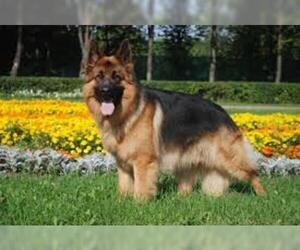 Small #3 Breed German Shepherd Dog image