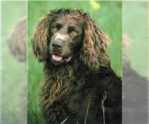 Image of Deutscher Wachtelhund breed