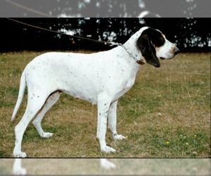 Image of Gascons-Saintongeois breed