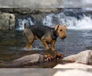 Small #5 Breed Airedale Terrier image