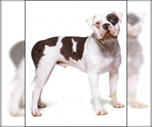 Image of American Bulldog breed