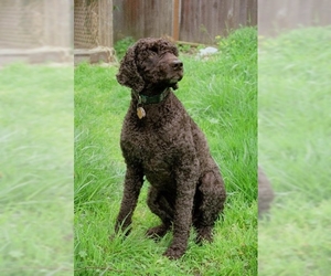 Image of Irish Water Spaniel breed