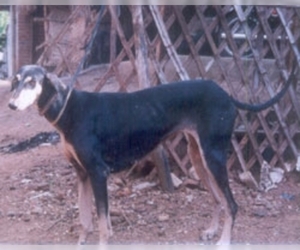 Image of Kanni breed