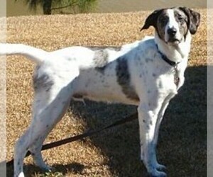 Image of Pointer Aussie breed