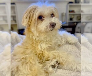 Image of Goldanese breed
