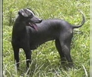 Image of Hairless Khala breed