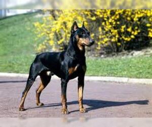 Image of American Rat Pinscher breed