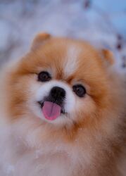 Image for artice 'Pomeranian Puppy Prices & Availability Jan 2025 | InstantPuppy'