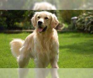 Small #6 Breed Golden Retriever image