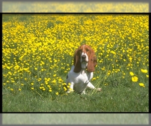 Image of breed Basset Hound