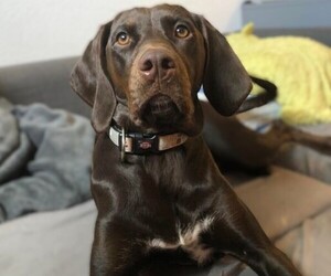 Image of Vizssor Spaniel breed