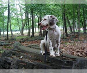 Image of Llewellin Setter breed