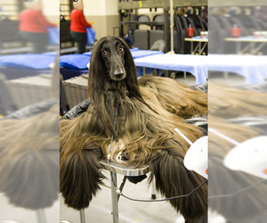 Small #3 Breed Afghan Hound image