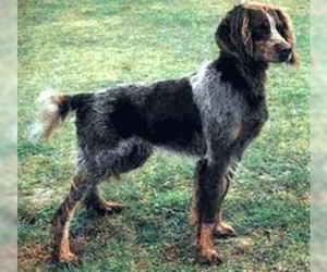 Image of Picardy Spaniel breed
