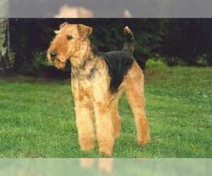 Small #1 Breed Airedale Terrier image