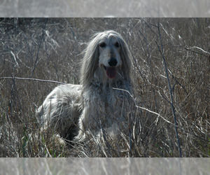 Small #5 Breed Afghan Hound image