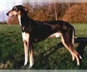 Image of Polish Greyhound breed