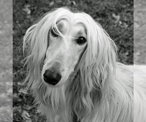 Small #15 Breed Afghan Hound image