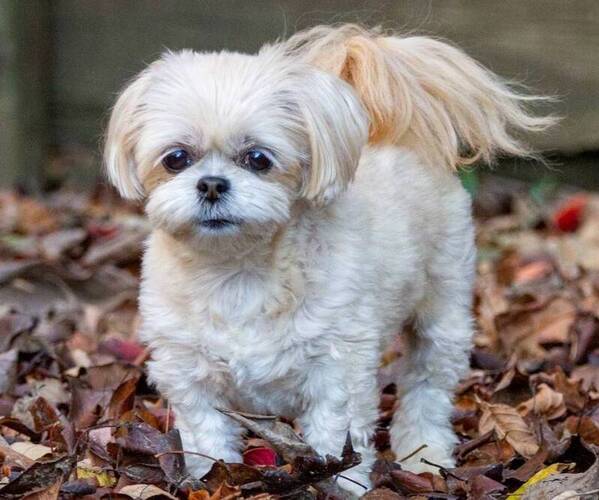 Image (ShihPoo)