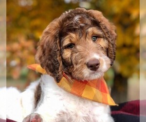 Image of Brittnepoo breed