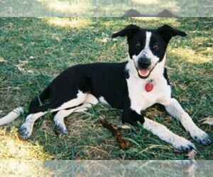 Image of Border Point breed