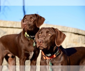 Image of German Shorthaired Lab breed