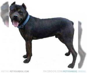 Image of American Mastiff Panja breed